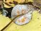 Sárgatejű kígyógomba (Mycena crocata), Bakony